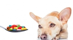 Sezónne mletie u psov: keď začína a končí